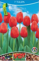 KN Tulip Triumph Red